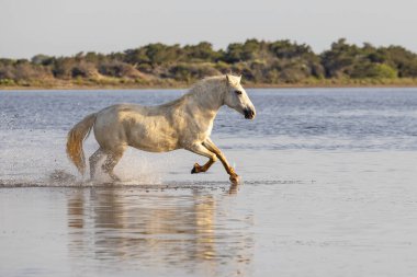 Saintes-Maries-de-la-Mer, Bouches-du-Rhone, Provence-Alpes-Cote d'Azur, France. Horse running through the marshes of the Camargue.