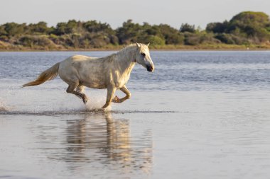 Saintes-Maries-de-la-Mer, Bouches-du-Rhone, Provence-Alpes-Cote d'Azur, France. Horse running through the marshes of the Camargue.