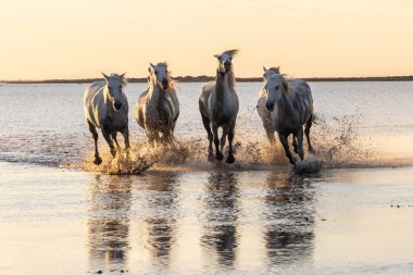 Saintes-Maries-de-la-Mer, Bouches-du-Rhone, Provence-Alpes-Cote d'Azur, France. Camargue horses running through water at sunrise.