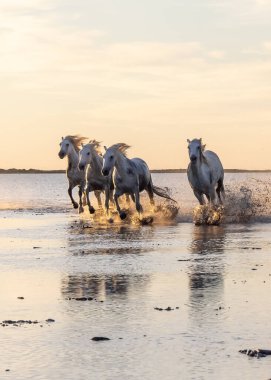 Saintes-Maries-de-la-Mer, Bouches-du-Rhone, Provence-Alpes-Cote d'Azur, France. Camargue horses running through water at sunrise.