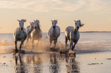 Saintes-Maries-de-la-Mer, Bouches-du-Rhone, Provence-Alpes-Cote d'Azur, France. Camargue horses running through water at sunrise.