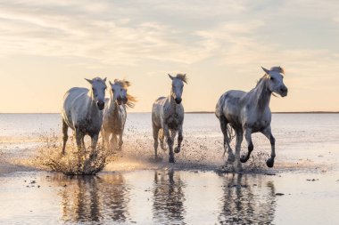 Saintes-Maries-de-la-Mer, Bouches-du-Rhone, Provence-Alpes-Cote d'Azur, France. Camargue horses running through water at sunrise.