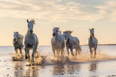 Saintes-Maries-de-la-Mer, Bouches-du-Rhone, Provence-Alpes-Cote d'Azur, France. Camargue horses running through water at sunrise.