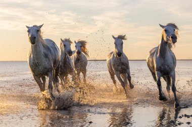 Saintes-Maries-de-la-Mer, Bouches-du-Rhone, Provence-Alpes-Cote d'Azur, France. Camargue horses running through water at sunrise.