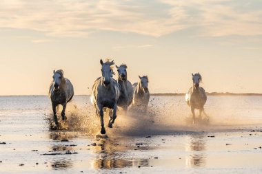Saintes-Maries-de-la-Mer, Bouches-du-Rhone, Provence-Alpes-Cote d'Azur, France. Camargue horses running through water at sunrise.