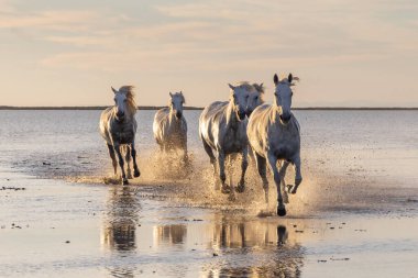 Saintes-Maries-de-la-Mer, Bouches-du-Rhone, Provence-Alpes-Cote d'Azur, France. Camargue horses running through water at sunrise.