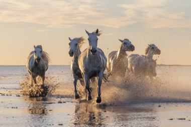 Saintes-Maries-de-la-Mer, Bouches-du-Rhone, Provence-Alpes-Cote d'Azur, France. Camargue horses running through water at sunrise.