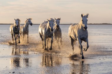 Saintes-Maries-de-la-Mer, Bouches-du-Rhone, Provence-Alpes-Cote d'Azur, France. Camargue horses running through water at sunrise.