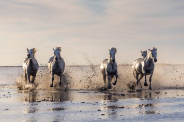 Saintes-Maries-de-la-Mer, Bouches-du-Rhone, Provence-Alpes-Cote d'Azur, France. Camargue horses running through water in morning light.