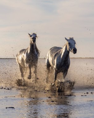 Saintes-Maries-de-la-Mer, Bouches-du-Rhone, Provence-Alpes-Cote d'Azur, France. Camargue horses running through water in morning light.