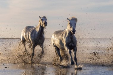 Saintes-Maries-de-la-Mer, Bouches-du-Rhone, Provence-Alpes-Cote d'Azur, France. Camargue horses running through water in morning light.