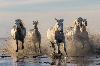 Saintes-Maries-de-la-Mer, Bouches-du-Rhone, Provence-Alpes-Cote d'Azur, France. Camargue horses running through water in morning light.