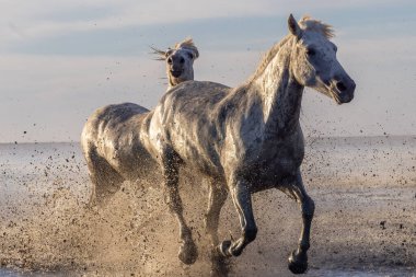 Saintes-Maries-de-la-Mer, Bouches-du-Rhone, Provence-Alpes-Cote d'Azur, France. Camargue horses running through water in morning light.
