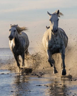 Saintes-Maries-de-la-Mer, Bouches-du-Rhone, Provence-Alpes-Cote d'Azur, France. Camargue horses running through water in morning light.