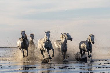 Saintes-Maries-de-la-Mer, Bouches-du-Rhone, Provence-Alpes-Cote d'Azur, France. Camargue horses running through water in morning light.