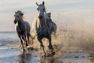 Saintes-Maries-de-la-Mer, Bouches-du-Rhone, Provence-Alpes-Cote d'Azur, France. Camargue horses running through water in morning light.
