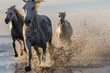 Saintes-Maries-de-la-Mer, Bouches-du-Rhone, Provence-Alpes-Cote d'Azur, France. Camargue horses running through water in morning light.