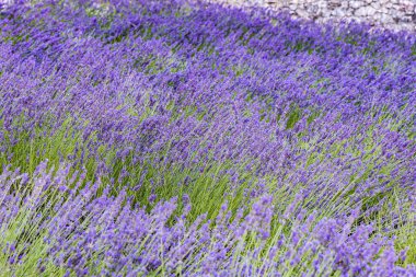 Gordes, Vaucluse, Provence-Alpes-Cote d'Azur, France. Lavendar at the Senanque Abbey in Provence.