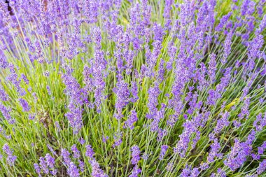Saint-Christol, Vaucluse, Provence-Alpes-Cote d'Azur, France. Close up of lavendar growing in the south of France.