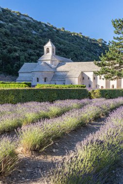 Gordes, Vaucluse, Provence-Alpes-Cote d'Azur, France. July 7, 2022. Lavendar at the Senanque Abbey in Provence.