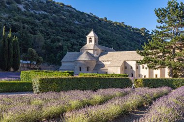 Gordes, Vaucluse, Provence-Alpes-Cote d'Azur, France. July 7, 2022. Lavendar at the Senanque Abbey in Provence.
