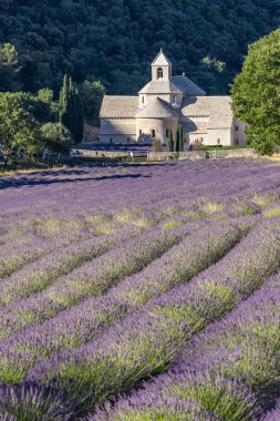 Gordes, Vaucluse, Provence-Alpes-Cote d'Azur, France. July 7, 2022. Lavendar at the Senanque Abbey in Provence.
