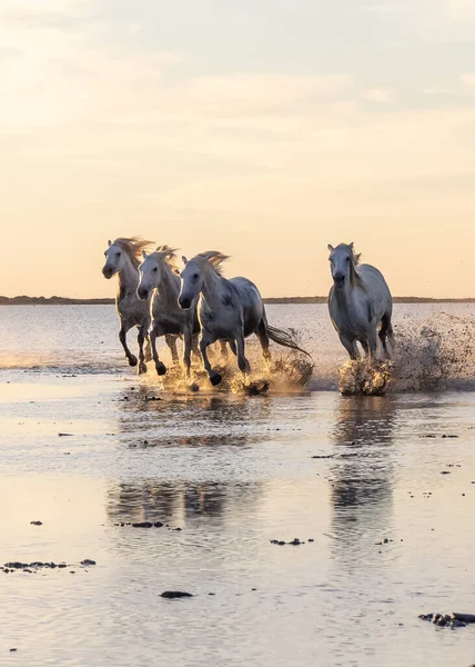 Saintes-Maries-de-la-Mer, Bouches-du-Rhone, Provence-Alpes-Cote d'Azur, France. Camargue horses running through water at sunrise.