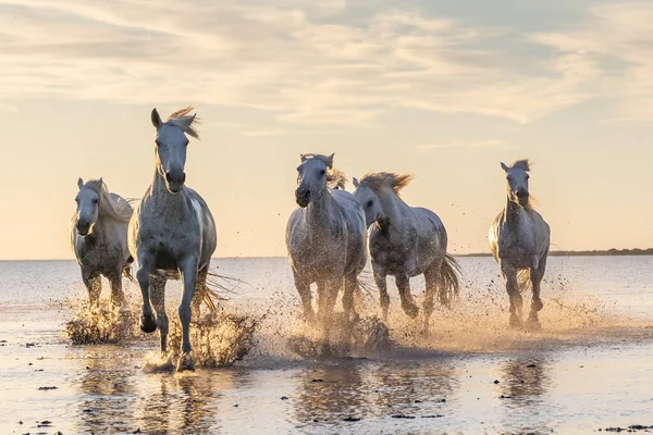Saintes-Maries-de-la-Mer, Bouches-du-Rhone, Provence-Alpes-Cote d'Azur, France. Camargue horses running through water at sunrise.