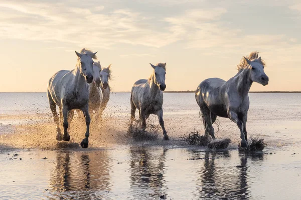 Saintes-Maries-de-la-Mer, Bouches-du-Rhone, Provence-Alpes-Cote d'Azur, France. Camargue horses running through water at sunrise.