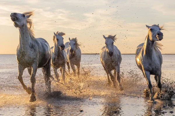 Saintes-Maries-de-la-Mer, Bouches-du-Rhone, Provence-Alpes-Cote d'Azur, France. Camargue horses running through water at sunrise.