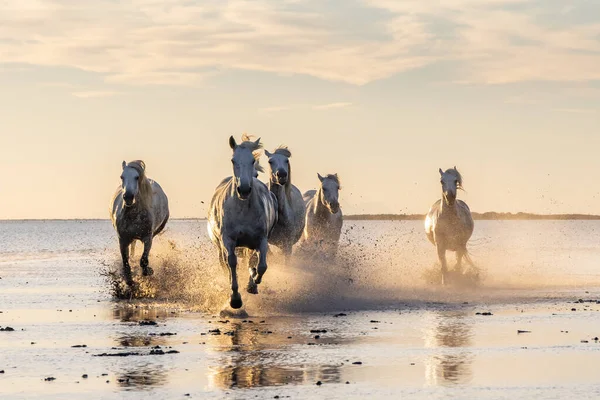 Saintes-Maries-de-la-Mer, Bouches-du-Rhone, Provence-Alpes-Cote d'Azur, France. Camargue horses running through water at sunrise.