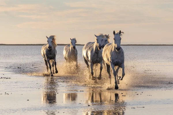Saintes-Maries-de-la-Mer, Bouches-du-Rhone, Provence-Alpes-Cote d'Azur, France. Camargue horses running through water at sunrise.