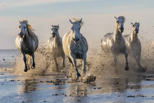 Saintes-Maries-de-la-Mer, Bouches-du-Rhone, Provence-Alpes-Cote d'Azur, France. Camargue horses running through water in morning light.