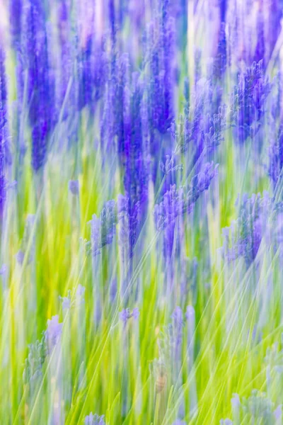 Aurel, Vaucluse, southern France-Alpes-Cote d\'Azur, France. Motion blur view of a lavendar field.