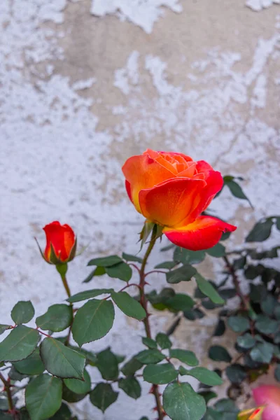 Europa Portugal Obidos Una Rosa Roja Jardín Obidos — Foto de Stock