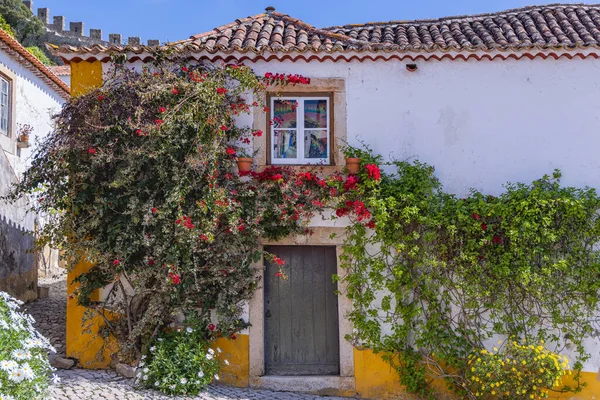 포르투갈 포르투갈의한 건물에서 덩굴식물 — 스톡 사진