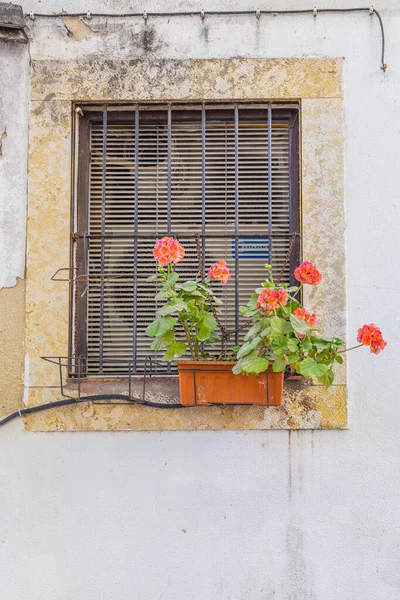 Европа Португалия Лиссабон Красные Цветы Окне Коробки — стоковое фото