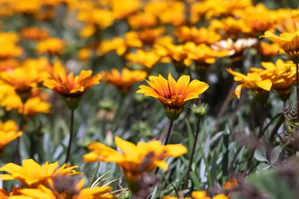 stock image Europe, Portugal, Evora. Wildflowers in a field in Portugal.