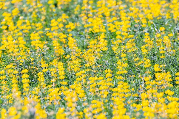 stock image Europe, Portugal, Evora. Yellow flowers in a field of canola.