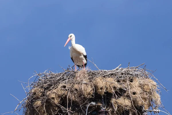 ヨーロッパ ポルトガル コルバル ポルトガルの田舎の巣にコウノトリ — ストック写真