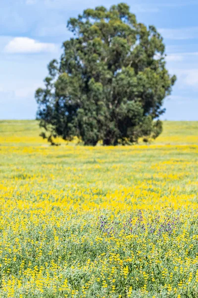Europe Portugal Evora Large Tree Field Yellow Blooming Canola — Stock Photo, Image