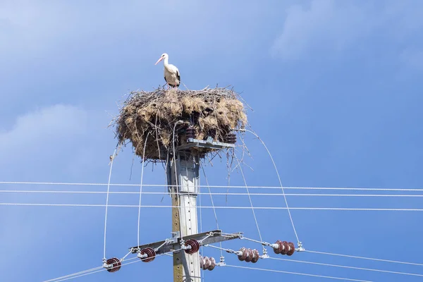Europe Portugal Corval Stork Nest Rural Portugal — Stock Photo, Image