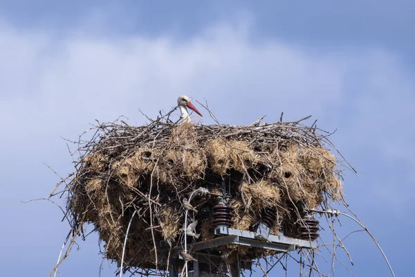ヨーロッパ ポルトガル コルバル ポルトガルの田舎の巣にコウノトリ — ストック写真