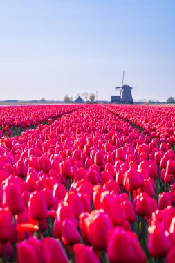 Avrupa, Hollanda, Kuzey Hollanda, Schagerbrug. Hollanda 'da kırmızı laleler.