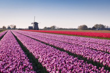 Avrupa, Hollanda, Kuzey Hollanda, Schagerbrug. Hollanda 'da mor ve kırmızı laleler.