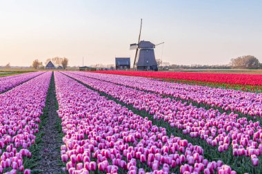 Avrupa, Hollanda, Kuzey Hollanda, Schagerbrug. Hollanda 'da mor ve kırmızı laleler.