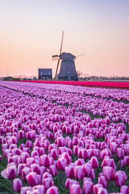 Avrupa, Hollanda, Kuzey Hollanda, Schagerbrug. Hollanda 'da mor ve kırmızı laleler.