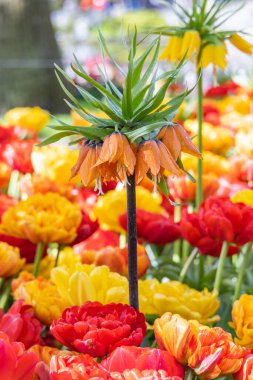 Avrupa, Hollanda, Güney Hollanda, Lisse. Bahçede turuncu, kırmızı ve sarı çiçekler.