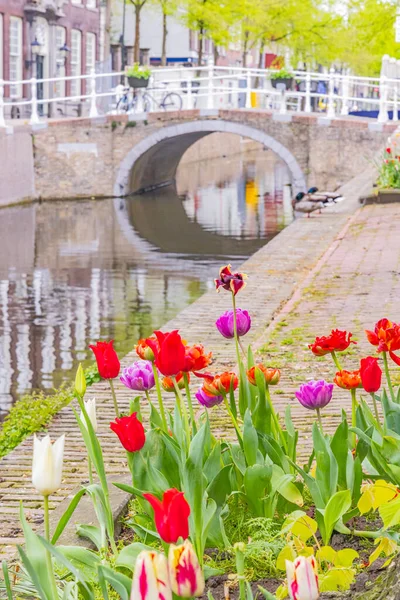 南荷兰 德尔夫特德尔夫特一条运河边的郁金香 — 图库照片