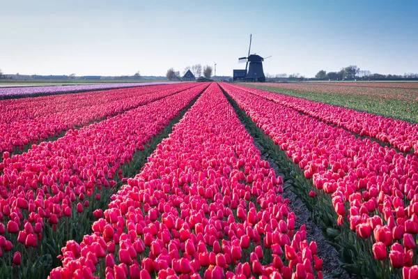 stock image Europe, Netherlands, North Holland, Schagerbrug. Red tulips in a Dutch field.